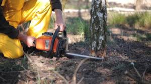 Best Seasonal Cleanup (Spring/Fall)  in La Puente, CA