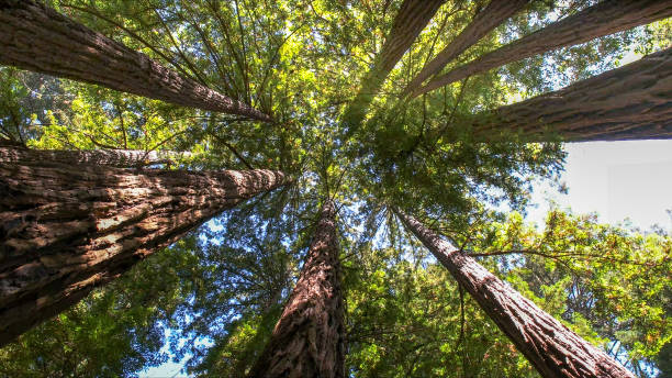 Best Tree Maintenance Programs  in La Puente, CA