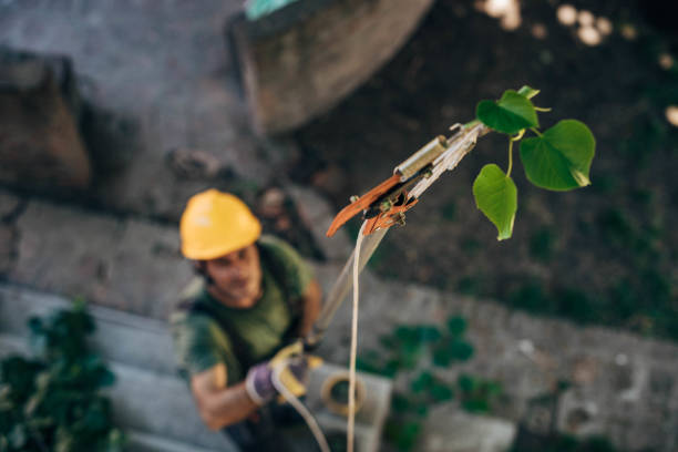 Professional Tree Services in La Puente, CA