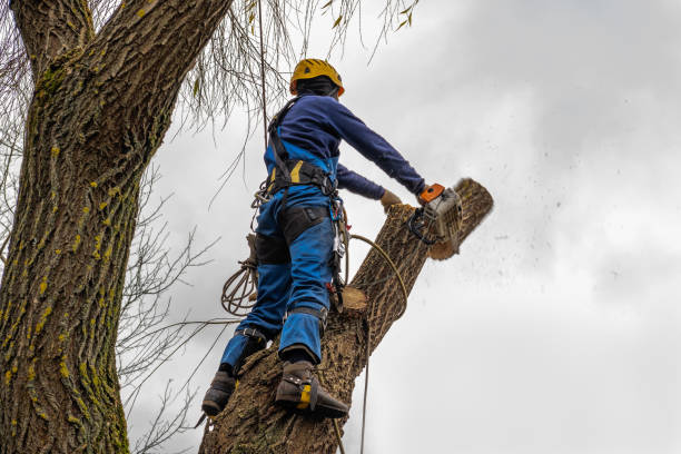 Best Leaf Removal  in La Puente, CA
