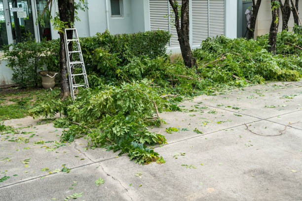 How Our Tree Care Process Works  in  La Puente, CA