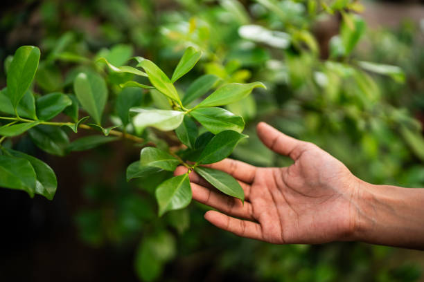 Best Tree Trimming and Pruning  in La Puente, CA