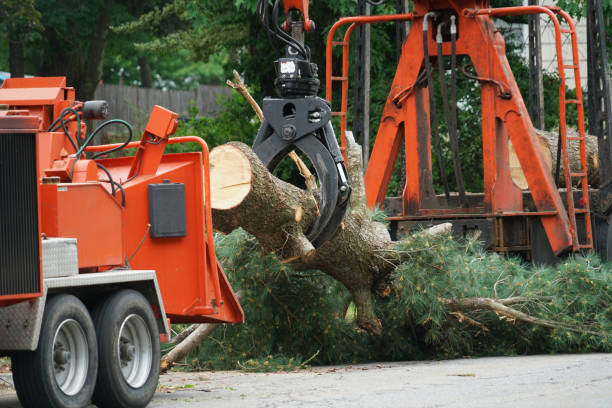 Best Fruit Tree Pruning  in La Puente, CA
